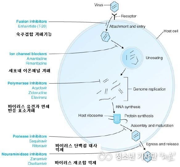 항바이러스제의 약리작용 <출처 : 감인의료재단>