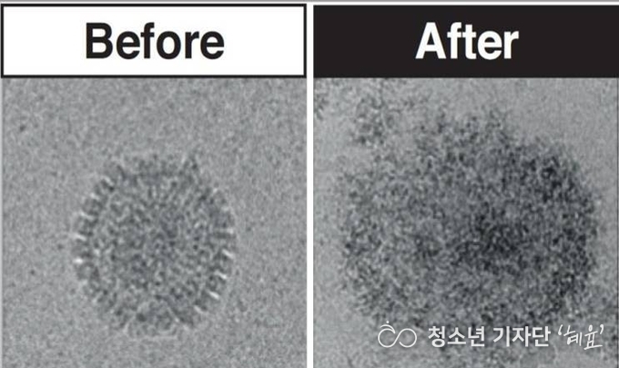 내성균의 변화 <출처 : Modified cyclodextrins as broad-spectrum antivirals >