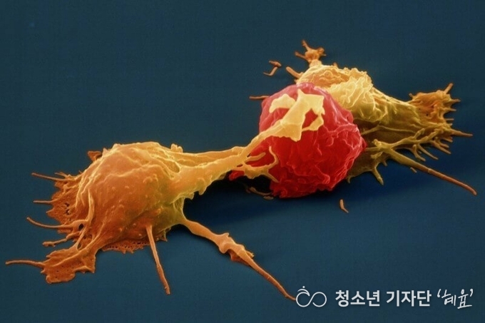 NK세포(연 노랑색) < 사진 = 녹십자랩셀 제공>